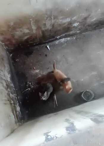 老鼠突然闯入女孩衣物内，惊险瞬间！