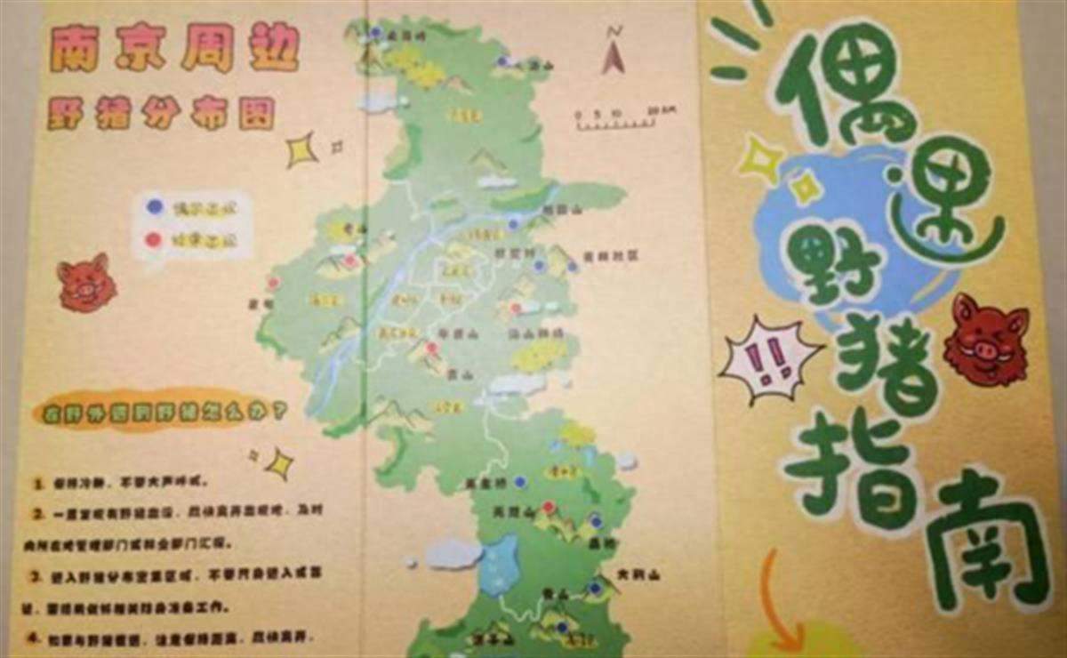 南京野猪密度揭秘，变化中的自信与成就启示