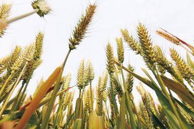 种完麦子就出发，详细南行步骤指南