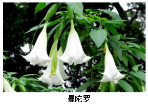 澳门传真免费费资料_医生回应男孩错把滴水观音当芋头,前瞻性战略定义探讨_The81.61.52