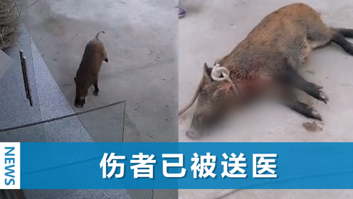 北京一居民家闯进一50斤野猪,数据分析说明_RX版61.15.43