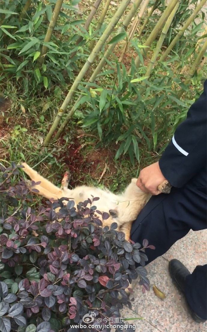 高校保安打死幼犬事件引发关注，呼唤理解与正义的呼声