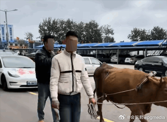 牛力维权背后的报废车交易问题，车主抗争引发深思