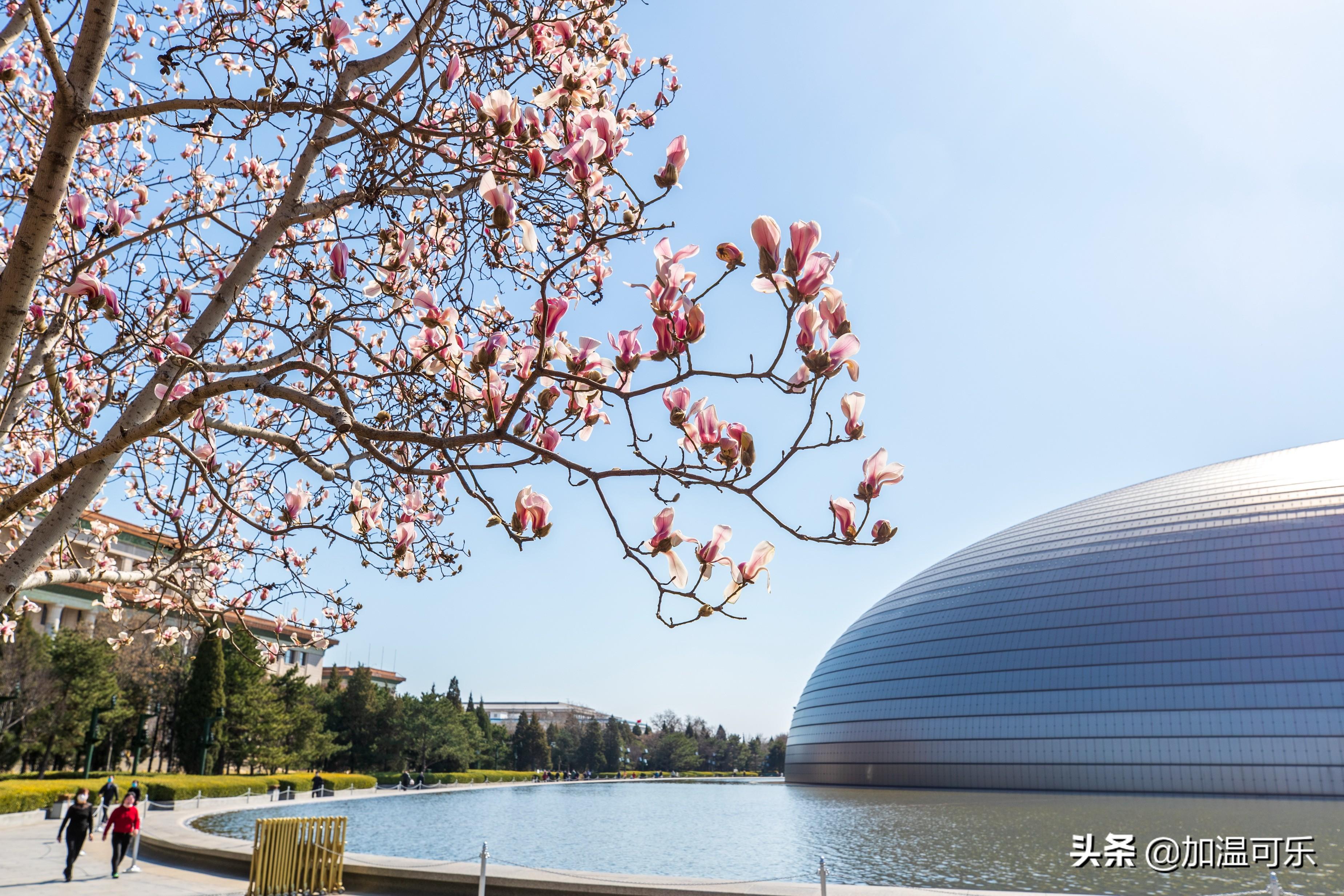 长安街鲜花传递爱与希望，近千家庭收获美好祝福