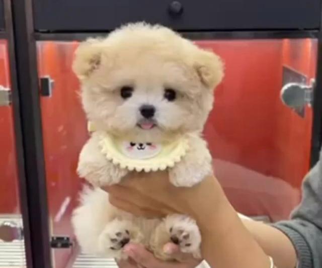 女子花重金购买泰迪犬却遭画眼线，情感纽带下的宠物遭遇风波
