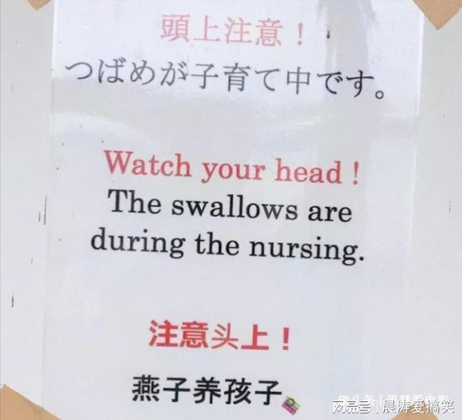 中国游客高喊英文口号，探索自然美景之旅引发热议