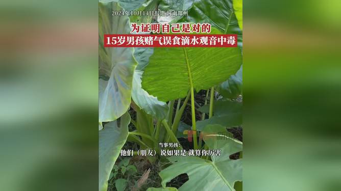 男孩误食滴水观音生死边缘徘徊，紧急应对与自救指南