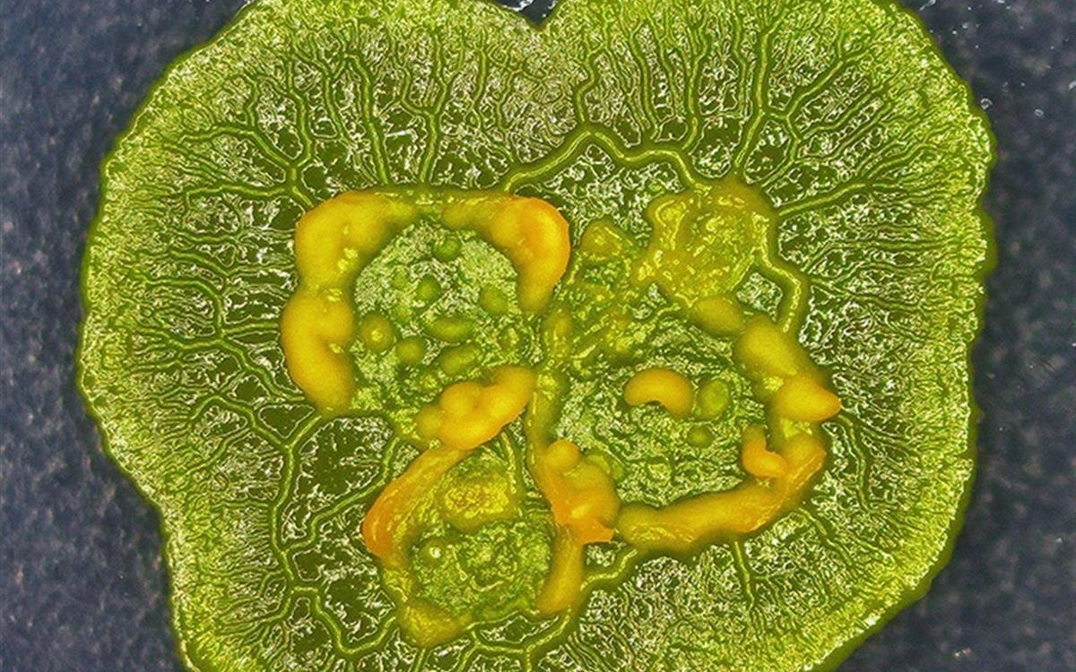 黏菌新宠，年轻人的另类宠物养成指南（从初学者到进阶用户）