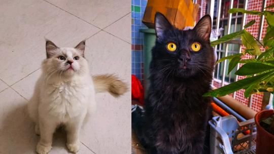 女子频繁逛猫咖染宠物癣，科技新品助力健康防护！