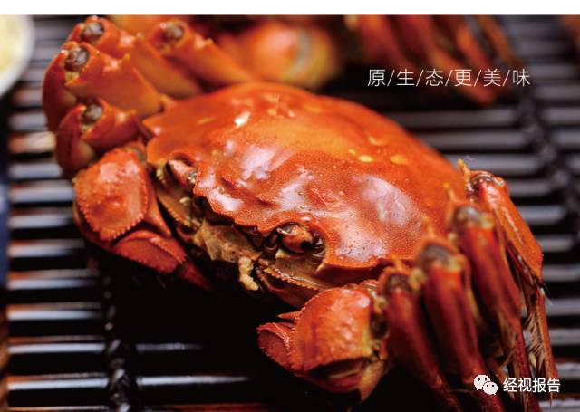 揭秘阳澄湖大闸蟹真相，低价购买是陷阱，成长价值无法用金钱衡量