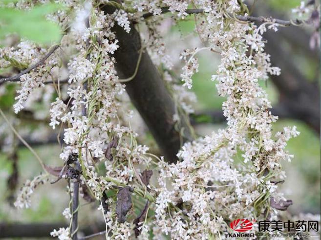 柴胡最新价格走势及分析，全面价格指南🌿💵