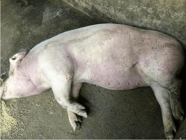 最新猪瘟动态更新，最新猪瘟情况概述