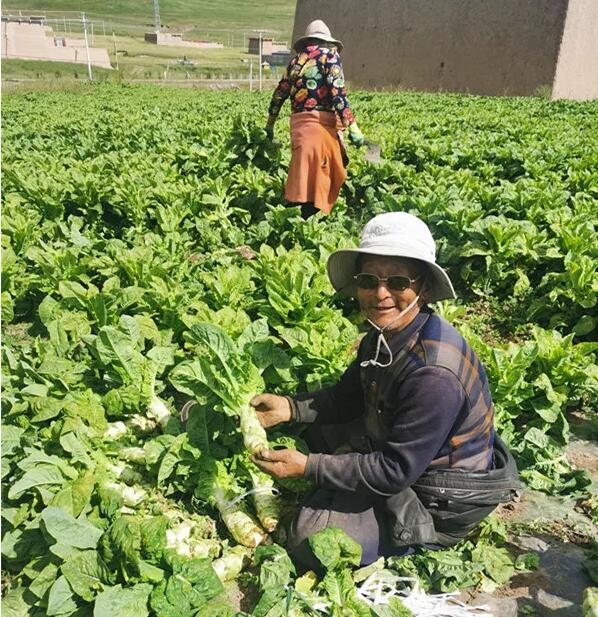 莴笋最新价格动态，变化中的学习助力自信与梦想实现之路