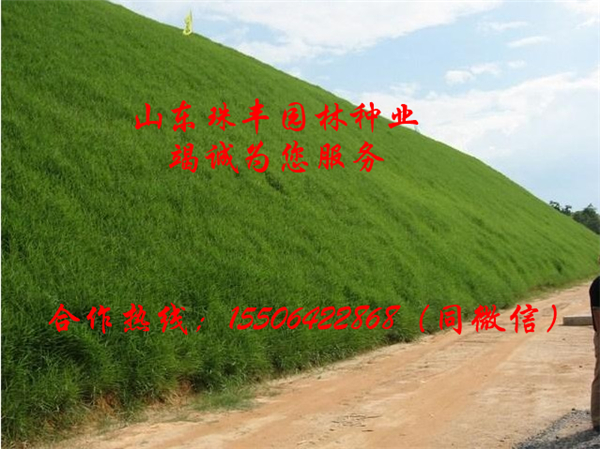 最新玉米种子，探寻自然美景之旅，寻找内心平和与喜悦的源泉