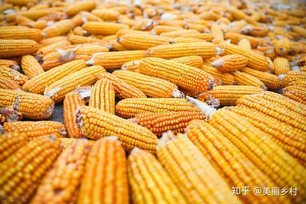 吉林玉米最新价格，科技引领，实时掌握玉米价格触手可及