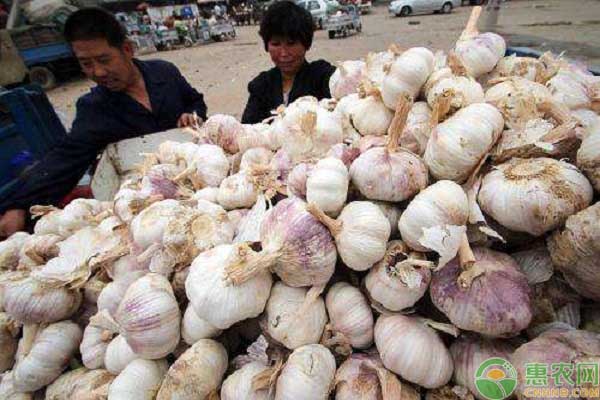 最新大蒜价格行情深度解析与观点论述