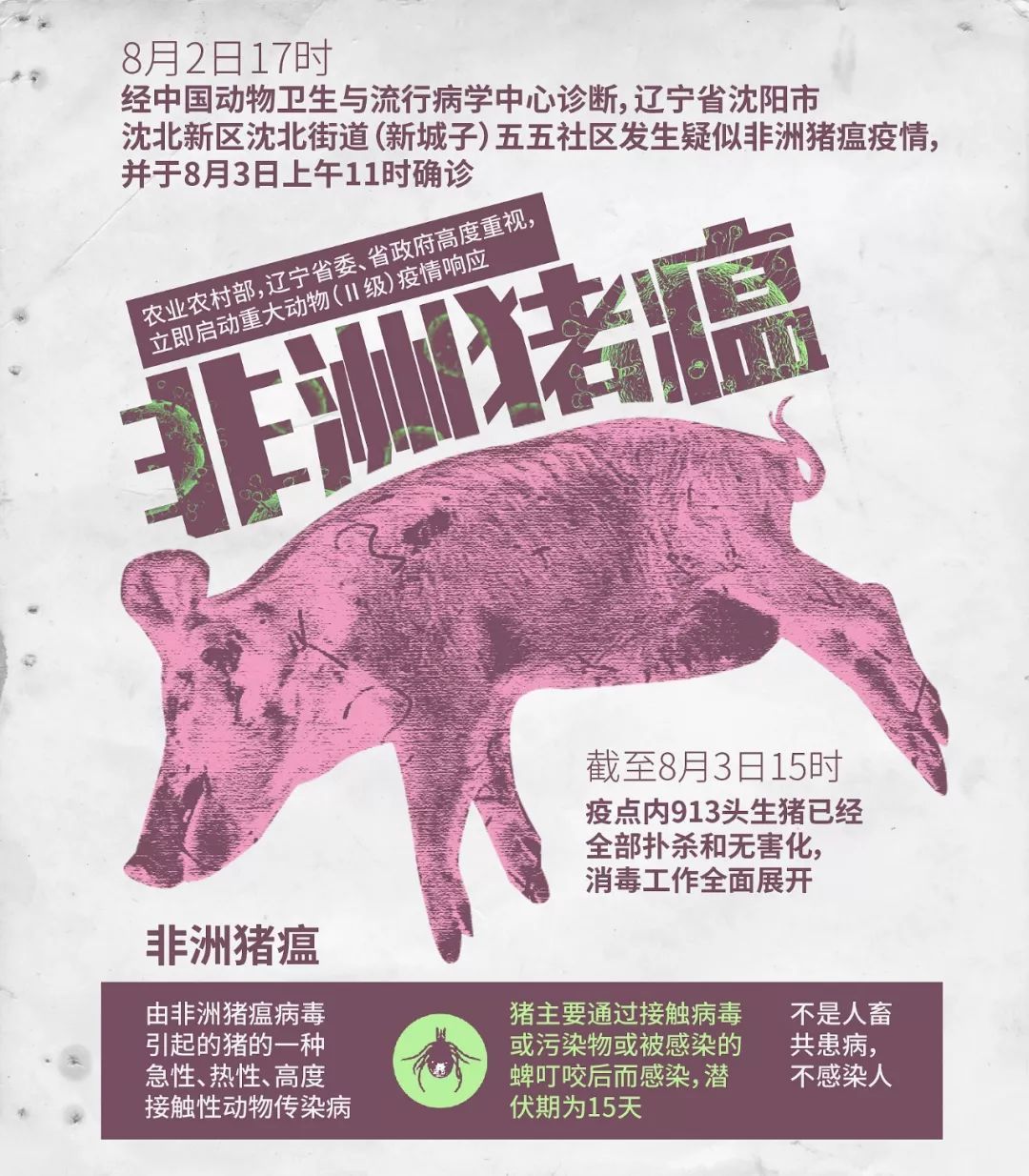 非洲猪瘟最新动态与小巷美食探索之旅