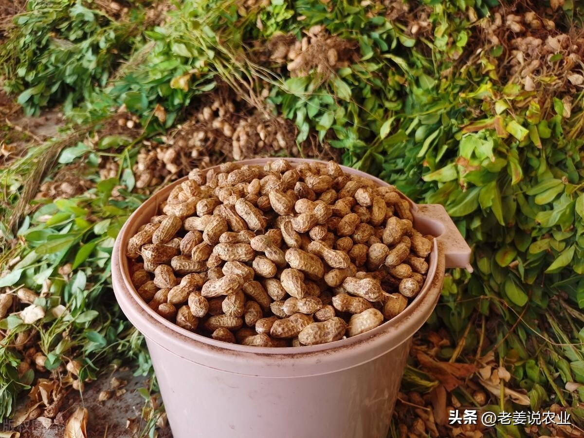 最新花生价格深度解析及其市场影响