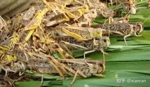 全球震撼！蝗虫最新消息揭秘