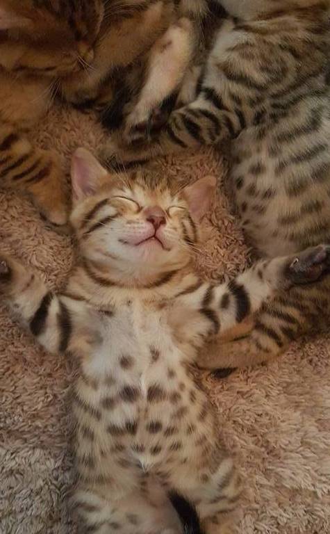 小奶猫最新，自然美景探索之旅，寻找内心平和与喜悦