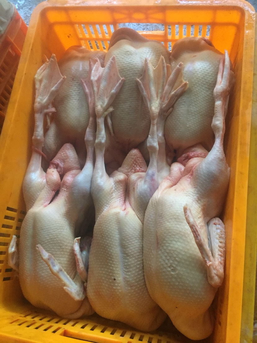 白条鸭最新批发价格，市场走势解析与选购策略指南
