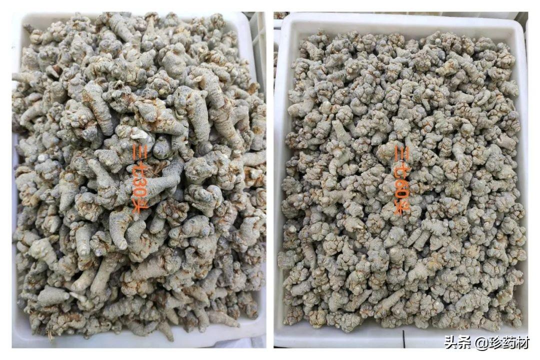 三七最新行情深度解析与观点论述