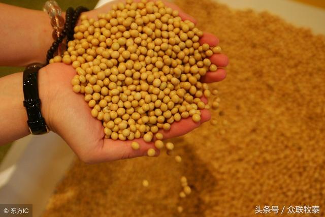 今天豆粕最新价格行情，变化中的学习，自信与成就的力量