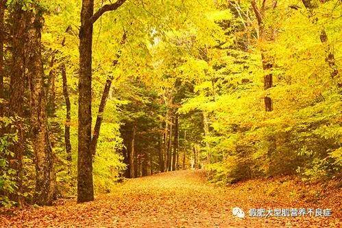 肌营养不良最新药物探索，自然美景下的治愈之旅
