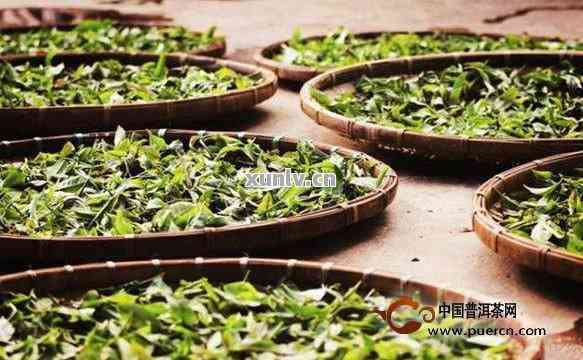 普洱茶行情最新详解，最新动态与市场趋势分析