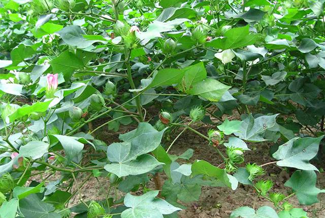 棉花现货最新价格动态更新，市场行情概览