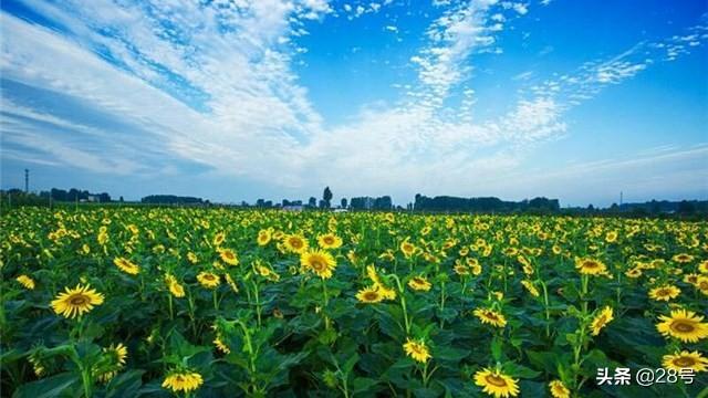 登封市最新地图解读与观点阐述
