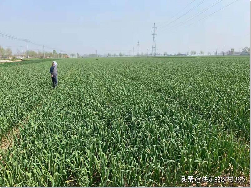 通许大蒜价格行情,通许大蒜价格行情的全方位解读