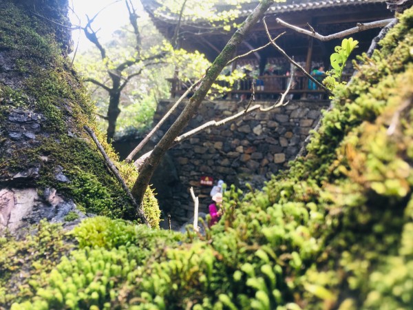最新屏风战术，探索自然美景，应对急进生活策略