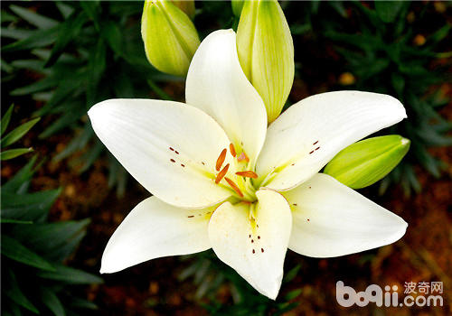 解读百合花的价值与价格差异，一朵百合花究竟多少钱？