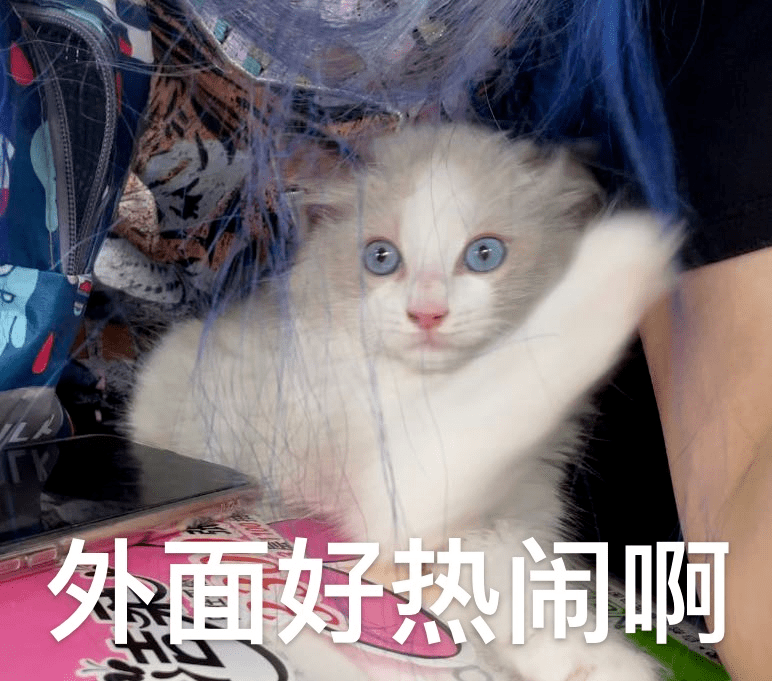 最新娇宠风打造指南，时尚娇宠从细节开始