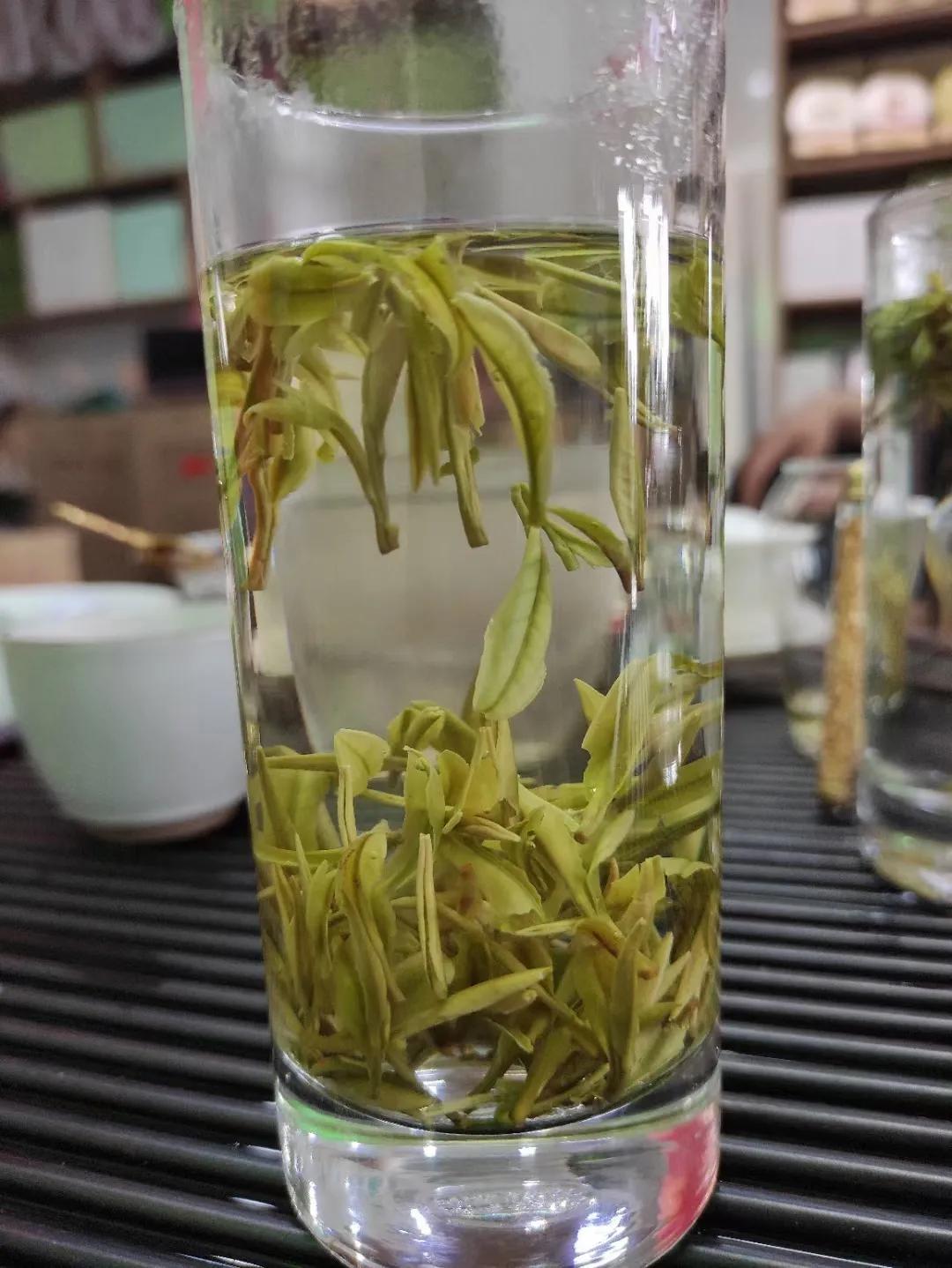 安吉白茶上市，启程自然美景的品茗之旅