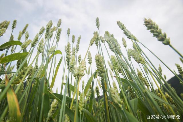 小麦最新行情深度分析