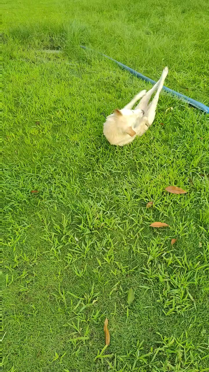 草坪上的欢乐时光，草遛最新体验