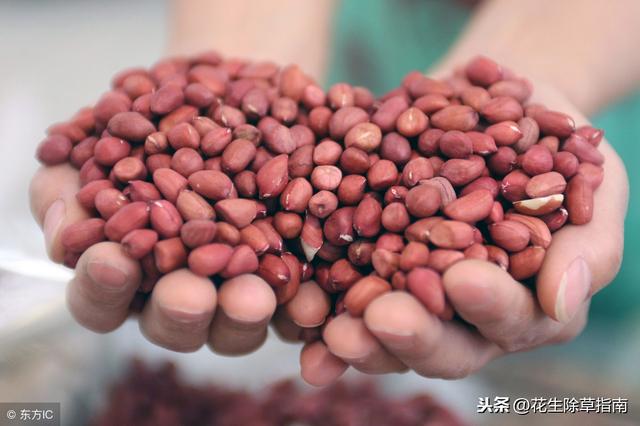 花生果最新价格行情及分析