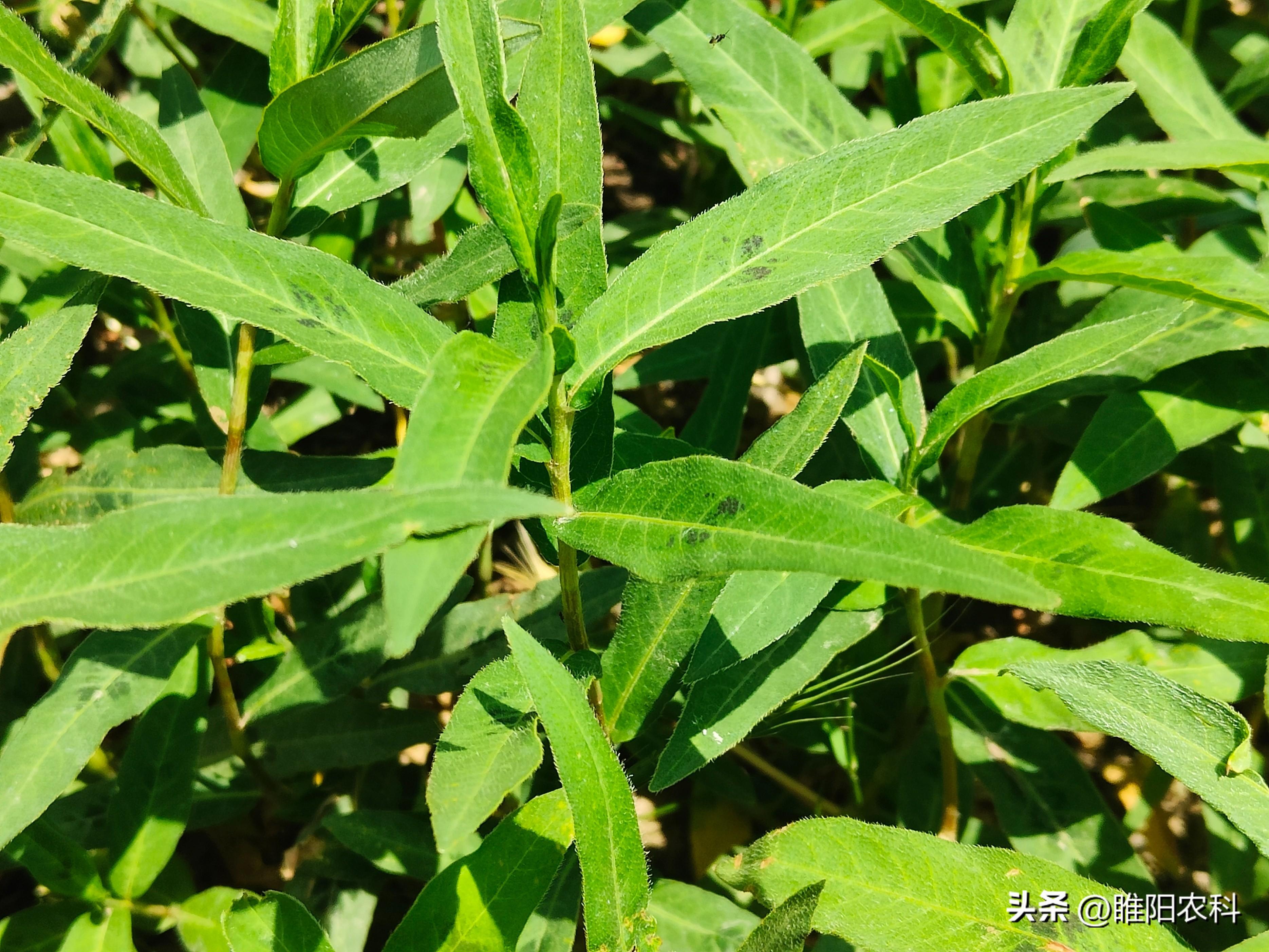 草甘膦最新价格动态及走势分析