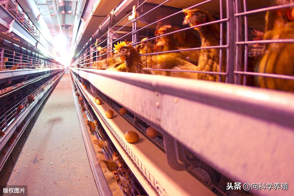 白羽鸡价格最新价格,白羽鸡价格最新价格查询，一步步教你如何获取最新信息