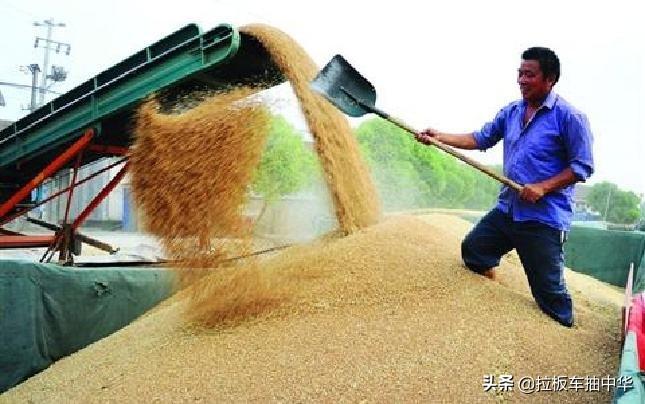 商丘小麦最新价格，科技引领重塑粮食市场新纪元
