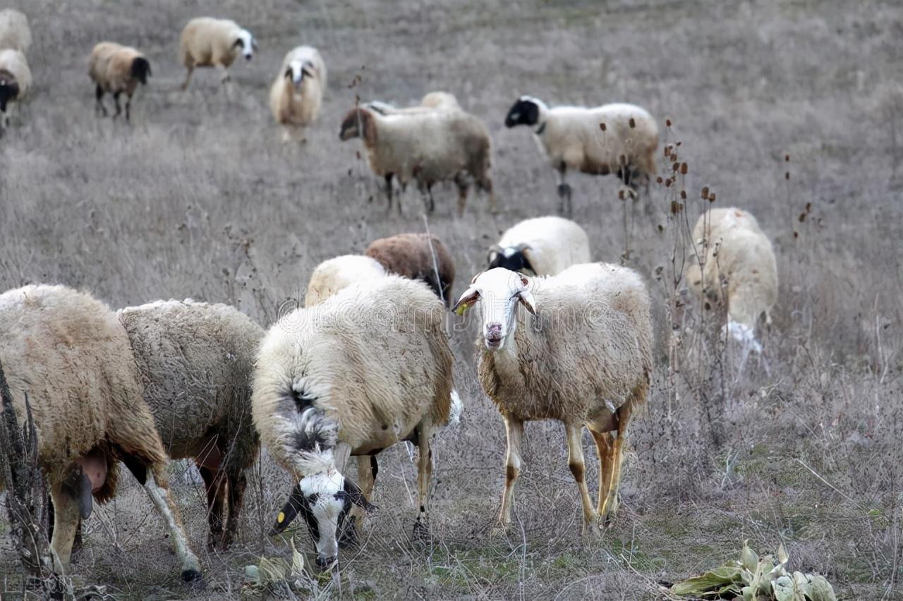 活羊最新价格揭秘，市场动态深度解析🐑