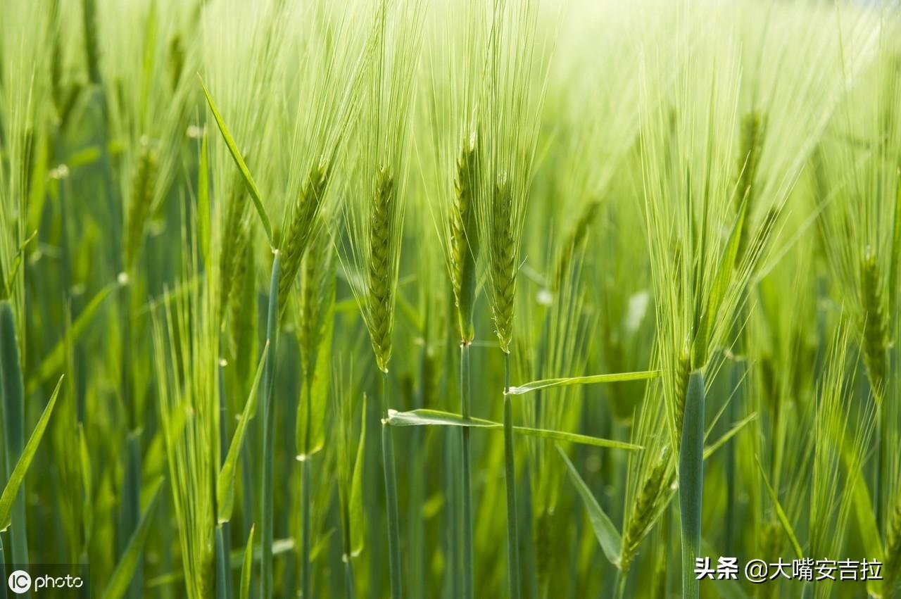 今日山东小麦最新价格变动，学习中的自信与成就感的源泉