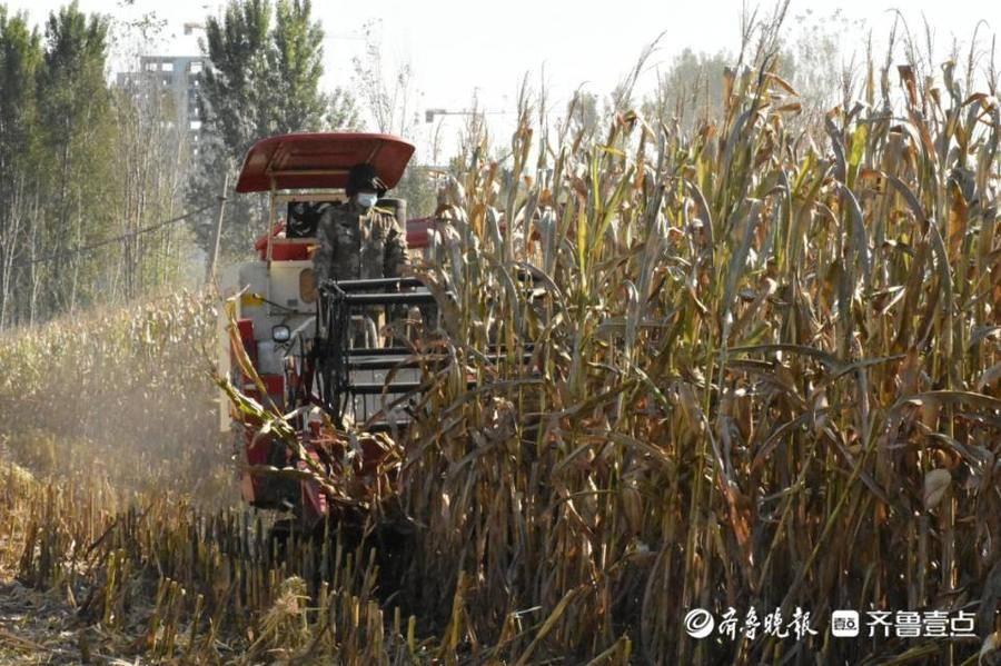 最新款履带玉米收割机解决秋收烦恼，高效便捷助力农业收获！