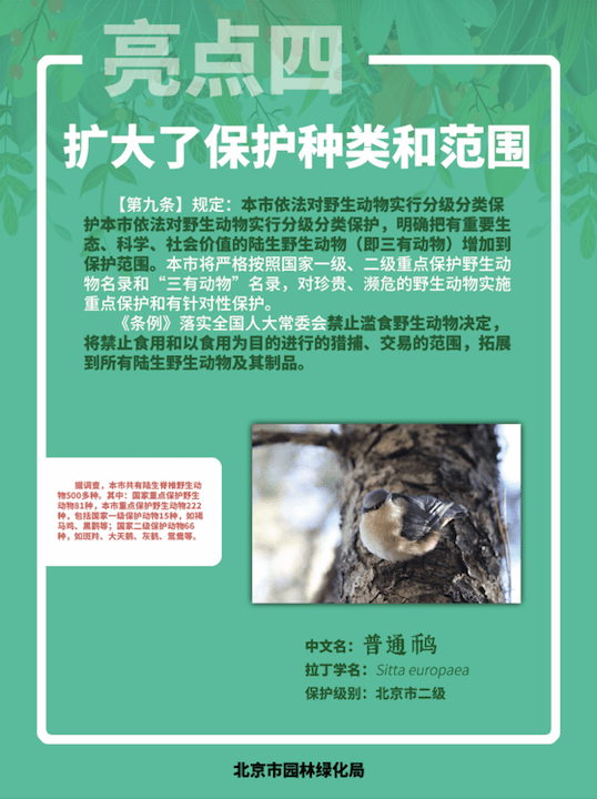 最新野生动物保护条例下的绿色秘境与独特小店探索