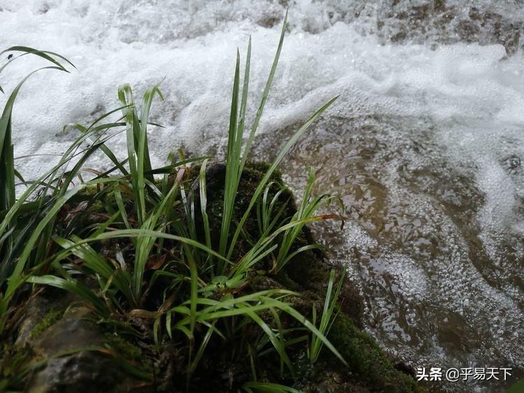 中药材节昌蒲最新价格，自然美景下的旅行探索之旅