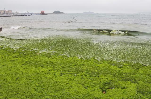 揭秘浒苔现象，最新动向与海洋生态影响