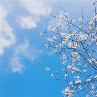 QQ头像2016最新精选与定制专属头像指南