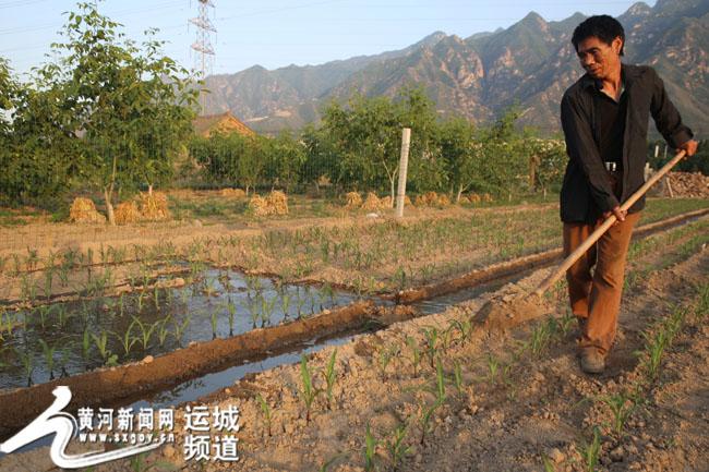 运城玉米价格最新动态，市场行情概览
